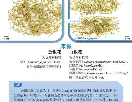 别再混淆了！山银花与金银花的区别，一篇搞定！