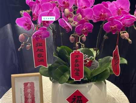 乔迁之喜送什么花？这些花寓意好又好看！