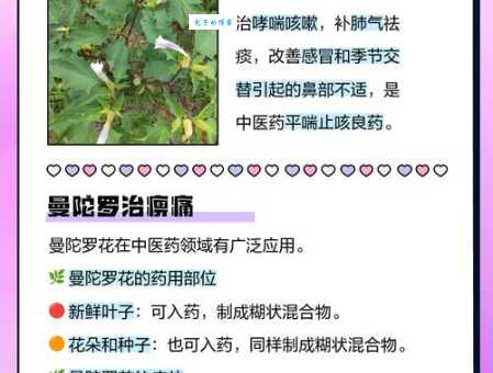 曼陀罗花可以治疗哪些疾病？它真的有毒吗？