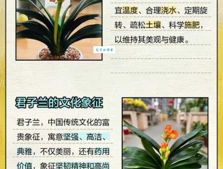 君子兰的作用有哪些？观赏、净化、药用，一盆多用！