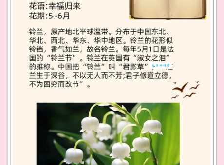 蓝铃花的花语是什么？寓意又是什么呢？