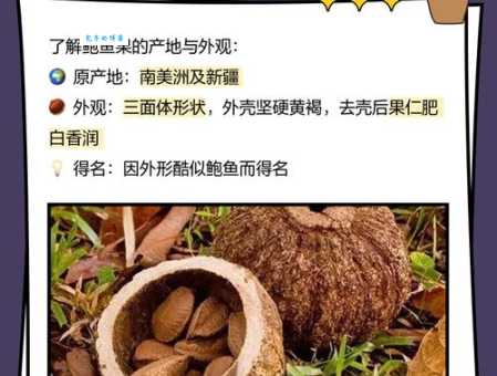 新疆鲍鱼果中国哪里买？最全鲍鱼果购买攻略