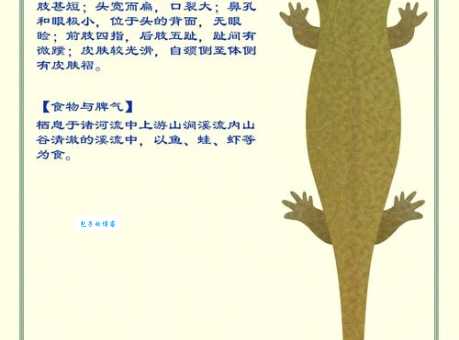 娃娃鱼真的会冬眠吗？揭秘娃娃鱼的越冬秘密