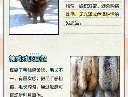 轻松学会貉的读音！hé、háo、mò三种读法详解