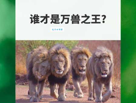 万兽之王：狮子老虎实力大比拼，谁更胜一筹？