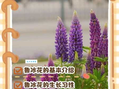 “鲁冰花”歌曲背后的故事和花卉知识