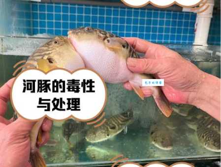 河豚全身哪个部位最毒？哪些部位的河豚不能吃？