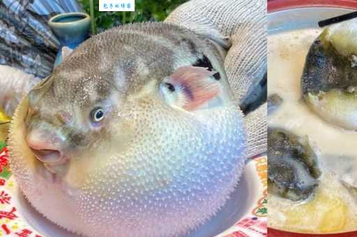河豚全身哪个部位最毒？哪些部位的河豚不能吃？