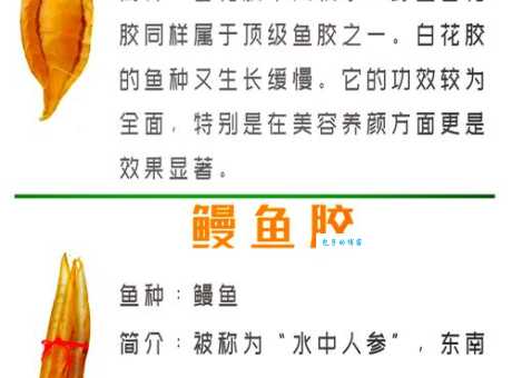 你知道鱼胶是鱼的哪个部位吗？答案是鱼鳔，营养价值很高哦！