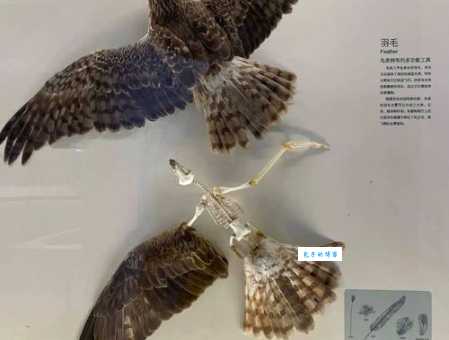 蝙蝠属于鸟类吗？揭秘蝙蝠的秘密