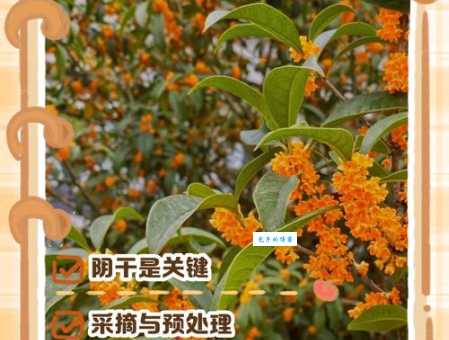 桂花晒干后如何保持颜色和香味？实用技巧大公开