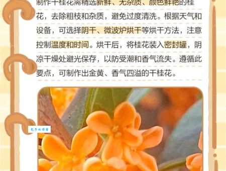 桂花晒干后如何保持颜色和香味？实用技巧大公开
