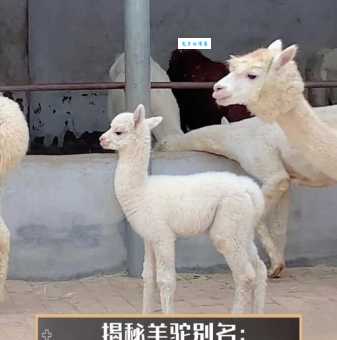 羊驼是羊还是驼？揭秘“神兽”羊驼的真实身份！