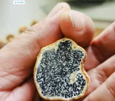 白松露是什么？人工种植成功了吗？一文带你了解白松露的全部。