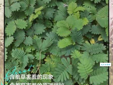 一探究竟：含羞草害羞背后的科学原理和生存策略
