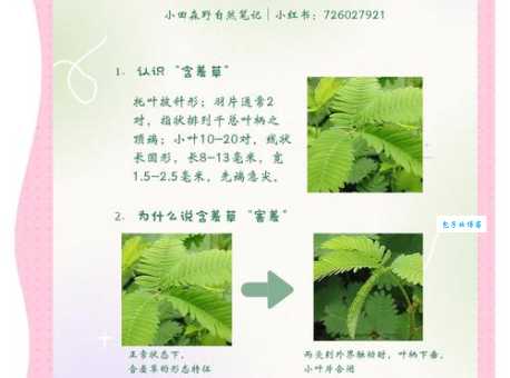 一探究竟：含羞草害羞背后的科学原理和生存策略