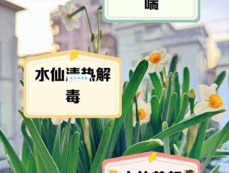 俗语“水仙不开花”的含义及典故解析