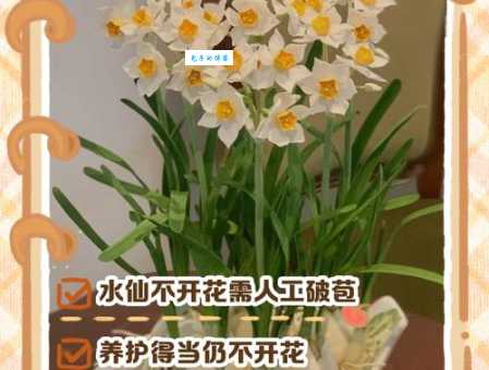 水仙不开花下一句是啥？简单易懂的解释