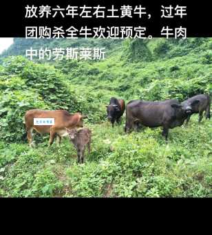广西三大黄牛分别是什么牛？隆林、南丹、涠洲黄牛的优缺点