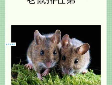 缺斤短两打一最佳生肖是什么生肖，经典解答落实
