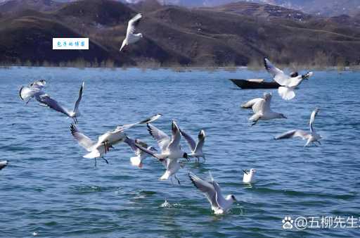 鸥水相依指什么生肖，重点解析落实