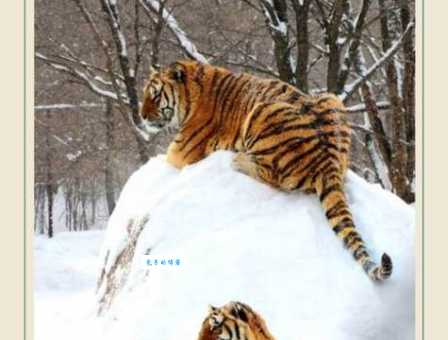 拭目倾耳，盲目瞎猜。生不如死最失败打一精准正确生肖，成语释义解释