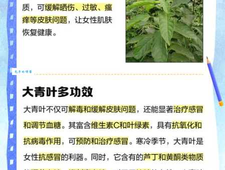 大青叶的功效与作用全解析 这种叶子居然这么有用