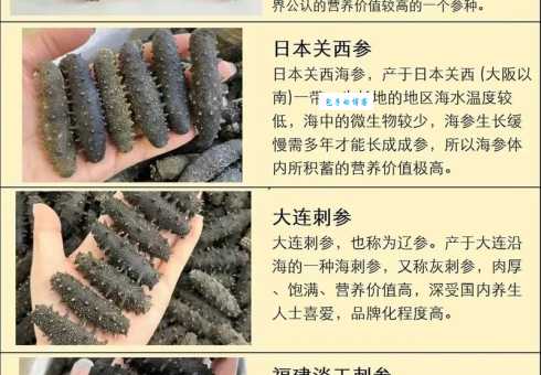 海参到底补什么 揭秘海参的五大滋补功效