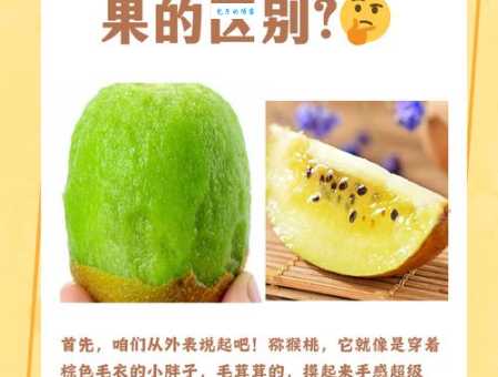 猕猴桃属于什么种类水果 揭秘它不为人知的分类秘密