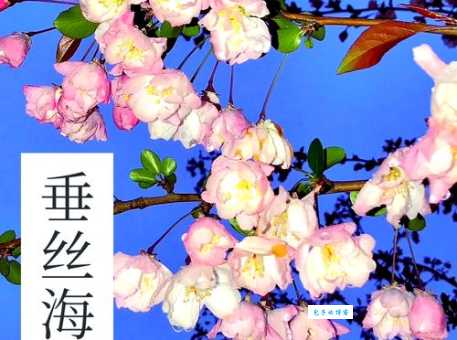 海棠花几月份开花 影响花期的三大关键因素