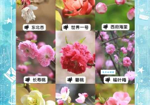 海棠花几月份开花 影响花期的三大关键因素