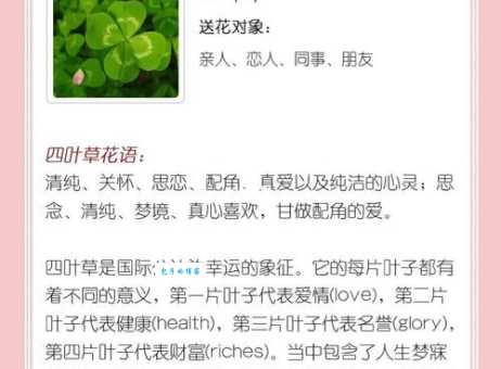 四叶草代表什么教你如何找到真正的幸运草