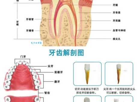 牙齿分为哪几种结构 从牙冠到牙根的全面解析