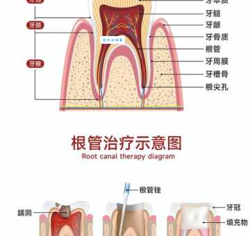 牙齿分为哪几种结构 从牙冠到牙根的全面解析
