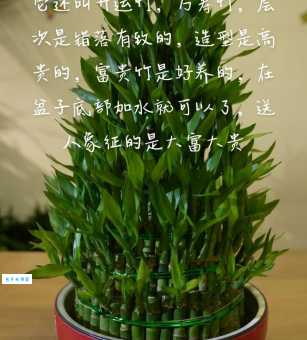 富贵竹怎么养才能更旺盛 教你轻松养出绿油油竹子