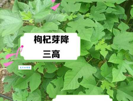 构树叶的功效与作用有哪些 没想到它竟能治这么多病
