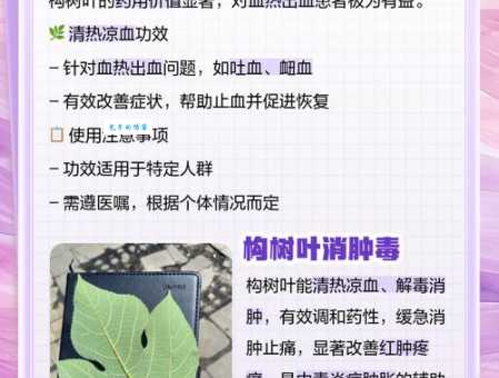 构树叶的功效与作用有哪些 没想到它竟能治这么多病
