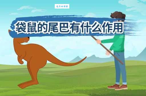 袋鼠的尾巴有什么作用科学家告诉你它的神奇之处