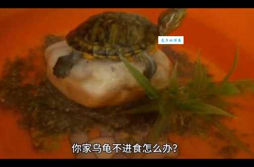 乌龟不吃食怎么办可能是这些情况导致的