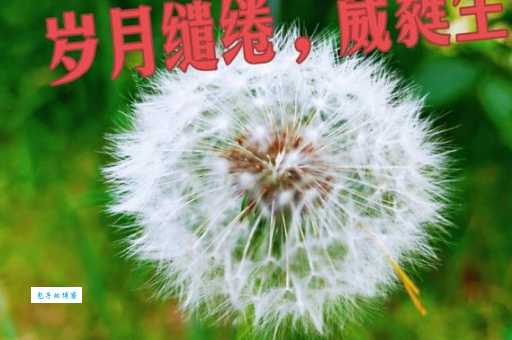 岁月缱绻葳蕤生香的意思 原来这么有深意