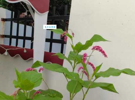 蓼子花有什么作用 这3个功效你一定想不到