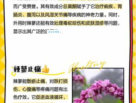 蓼子花有什么作用 这3个功效你一定想不到