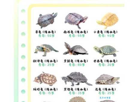 海洋中有瞌睡大王之称的是海龟吗 长寿睡神的故事