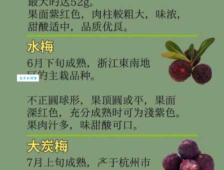 杨梅的营养价值大公开 这种水果夏天一定要多吃