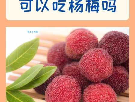 杨梅的营养价值大公开 这种水果夏天一定要多吃