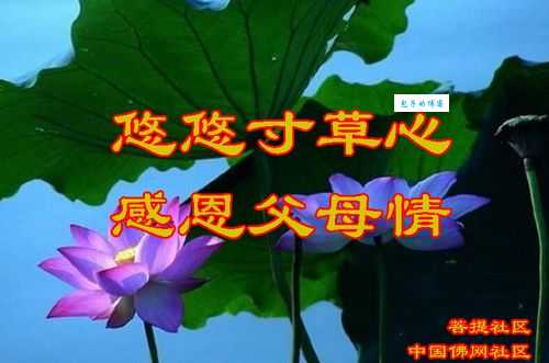 悠悠寸草心什么意思 这个成语教会我们感恩
