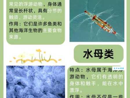 什么是浮游生物 它们对海洋生态有多重要