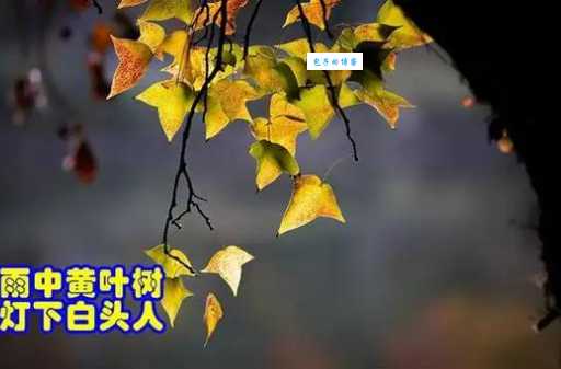 雨中黄叶树灯下白头人的意思如何体会诗人的心境
