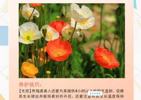 羞花形容哪位美女为什么用花来比喻美人