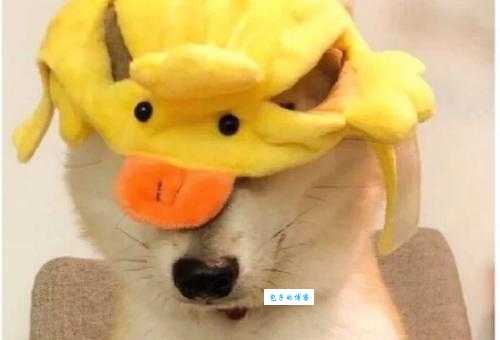 我看你的小脑袋瓜一定是热昏头了是什么意思 原来是这个意思